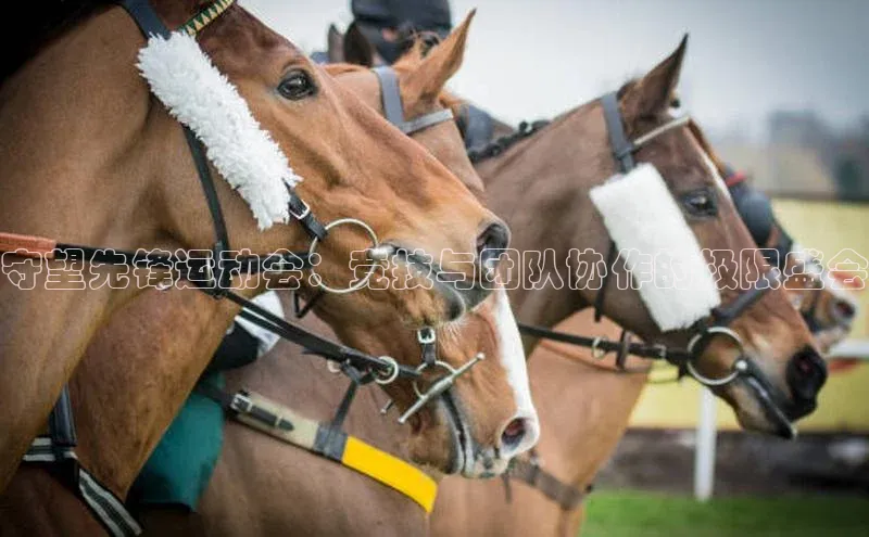 守望先锋运动会：竞技与团队协作的极限盛会
