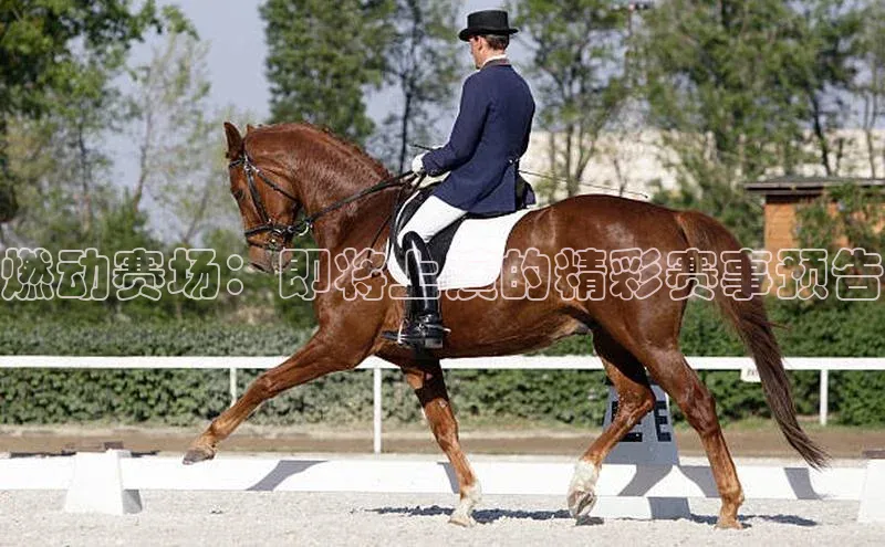 燃动赛场：即将上演的精彩赛事预告